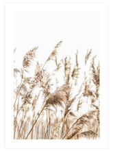 Pampas Otu - Art Print